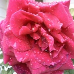 Meet your Posher, Josephine